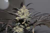 00 Seeds Bank 00 Kush - foto de Behemoth