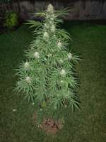 00 Seeds Bank Auto 00 Kush - foto de StonerFetus