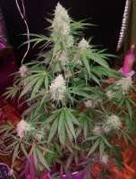 Imagen de horakio2 [Auto Blueberry]