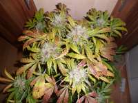 00 Seeds Bank Auto Bubble Gum - foto de ossi420