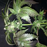 Imagen de Hashpapy (Caramel Kush)