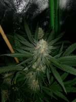 00 Seeds Bank Chocolate Skunk - foto de horakio