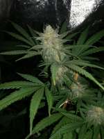 00 Seeds Bank Chocolate Skunk - foto de horakio