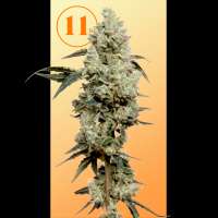 11s Genetics GooGone - foto de 11sgenetics