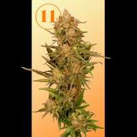 11s Genetics Orange Headbandz - foto de 11sgenetics