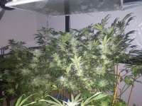 303 Seeds Danky Kong - foto de Wickedstepson