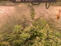 303 Seeds Jet-Fuel G6 - foto de DNB11