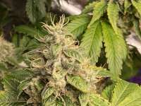 303 Seeds Jet-Fuel G7 - foto de FrostyNugs78