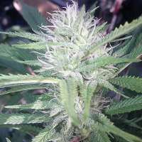 303 Seeds Monster Cookies - foto de OGchema