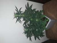 360grow420 Genetics Cyber Squatch - foto de 360grow420