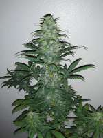 360grow420 Genetics Gas Hog Auto - foto de 360grow420