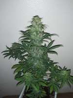 360grow420 Genetics Gas Hog Auto - foto de 360grow420