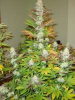 ACE Seeds Bubba Kush x Hashplant - foto de Screenshot