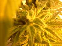 ACE Seeds China Yunnan - foto de 638bedhead