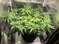 ACE Seeds Congo - foto de DeeMan