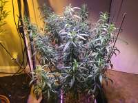 ACE Seeds Guawi - foto de MadeInUS