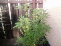 ACE Seeds Guawi - foto de Berni