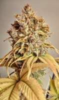 ACE Seeds Nepalese Jam - foto de Hylon