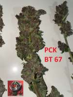 ACE Seeds Pakistan Chitral Kush - foto de Snooky