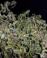 ACE Seeds Purple Haze - foto de Screenshot