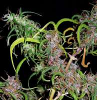 ACE Seeds Purple Haze - foto de Screenshot