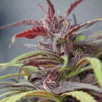 Imagen de SeedMan91 (Purple Haze x Thai)