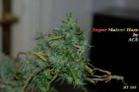 Imagen de hankpankwank (Super Malawi Haze)