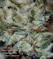 Imagen de hankpankwank (Super Malawi Haze)