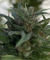 ACE Seeds Super Malawi Haze - foto de Emeraldo