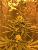 Abraxas Seeds Hawaiian Haze - foto de Jimmy88