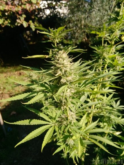 Absolute Cannabis Seeds Nordés