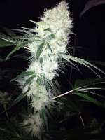 Accelerator Seeds Big White - foto de DanieleAS