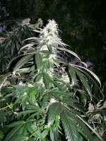 Acumen Genetics Dream Catcher - foto de GeneYuss