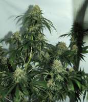 Acumen Genetics Fubar - foto de GeneYuss