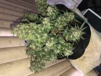 Imagen de Itzallauto [Auto Black Diesel]