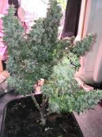 Advanced Seeds Auto Blue Diesel - foto de PriestSmiler