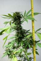 Advanced Seeds Auto NYC Diesel - foto de Hylon