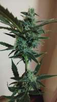 Advanced Seeds Auto Strawberry Gum - foto de Manatsutay