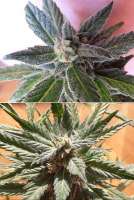 Advanced Seeds Bio Diesel Mass - foto de Power