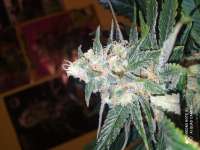 Advanced Seeds Critical - foto de Yusssss