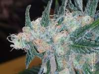 Advanced Seeds Critical - foto de Yusssss