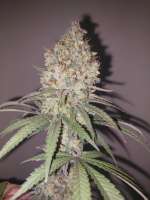 Advanced Seeds Critical Lemon - foto de MisterK