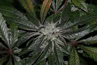 Imagen de alpineseeds1 (DeepChunk S1)