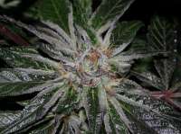 Imagen de alpineseeds1 (DeepChunk S1)