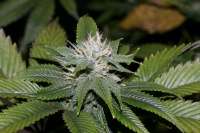 Imagen de alpineseeds1 (Erdbeer x Deep Chunk)