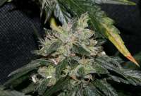 Imagen de alpineseeds1 (Erdbeer x Deep Chunk)