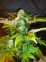 Alpine-Seeds Erdbeer x Deep Chunk - foto de MrOrganic