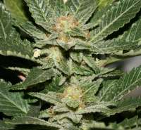 Imagen de admin (Erdbeer x Sweet Pink Grapefruit)