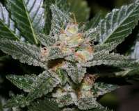 Imagen de admin (Erdbeer x Sweet Pink Grapefruit)