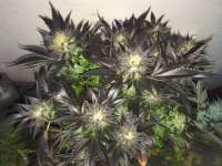 Alpine-Seeds Erdbeer x Sweet Pink Grapefruit - foto de Deadbeat